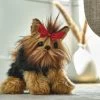 Bearington Stuffed Yorkshire Terrier: Chewie The Yorkie Plush Puppy, Ultra-Soft 13 -Dolls Discount Store GUEST 08dc5f8f 1e23 48ec be14 d32a0ab9aa22