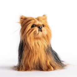 The Queen's Treasures Teacup Yorkie Puppy, Collar, & Leash For 18" Dolls 11 The Queen's Treasures Teacup Yorkie Puppy, Collar, & Leash For 18" Dolls -Dolls Discount Store GUEST 37a24f88 38d3 4ccf be13 008c637e6620