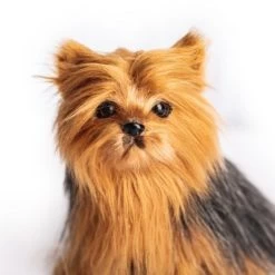 The Queen's Treasures Teacup Yorkie Puppy, Collar, & Leash For 18" Dolls 13 The Queen's Treasures Teacup Yorkie Puppy, Collar, & Leash For 18" Dolls -Dolls Discount Store GUEST 3a13386e 3477 458e b8ff ec87589cace1